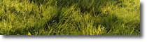 Spring 2007 e-News