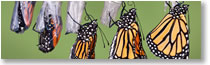 Winter 2008 enewsletters